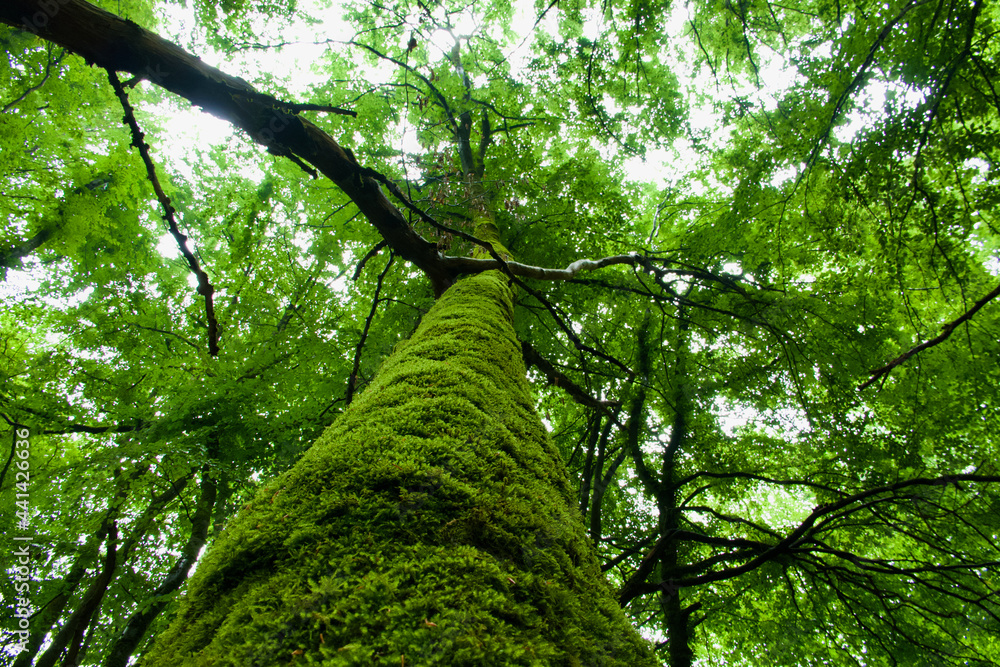 Fototapeta premium moss-covered tree