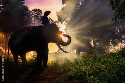 Silhouette view of mahout and his elephants