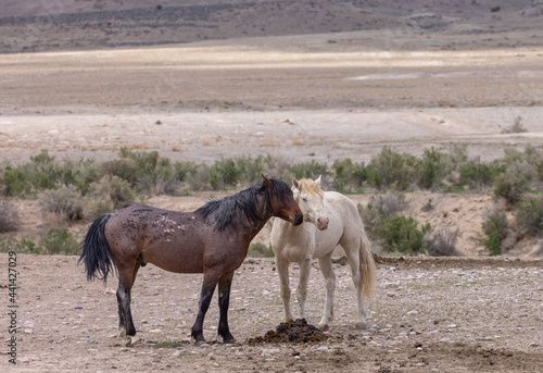 Wild Horses in the Utah Desert