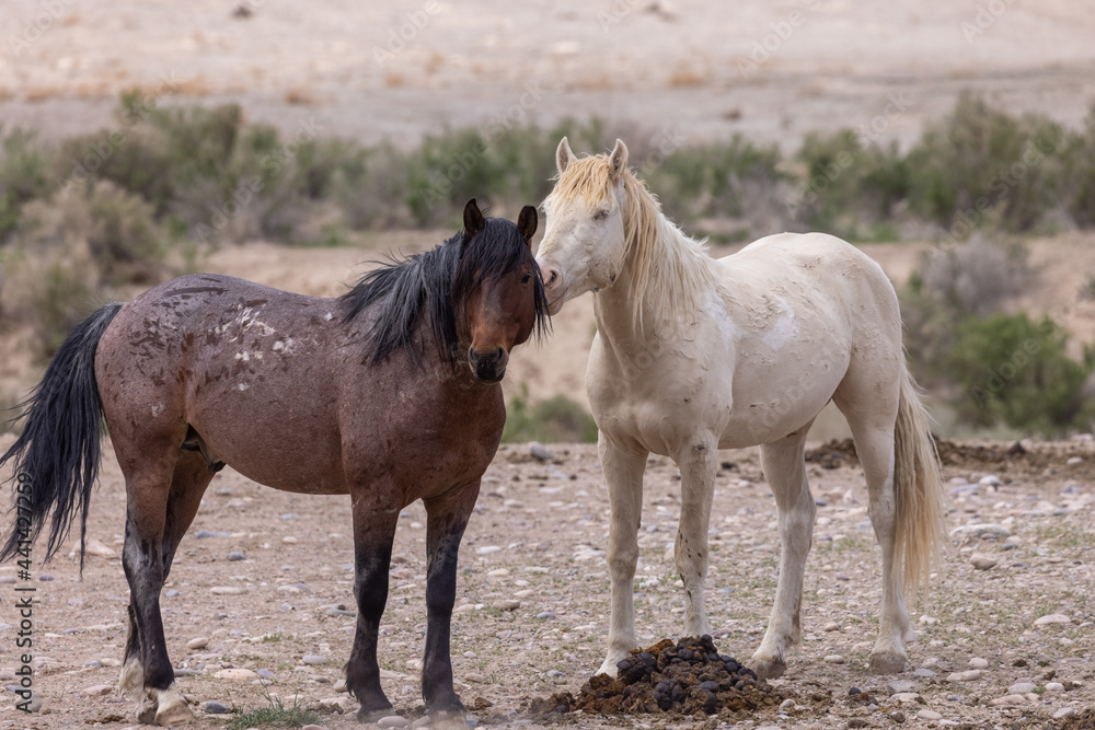 Wild Horses in the Utah Desert