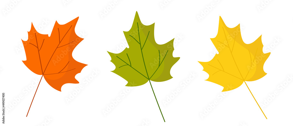 Fototapeta premium Maple leaves are red, yellow and green. Autumn composition for postcard design in natural style.