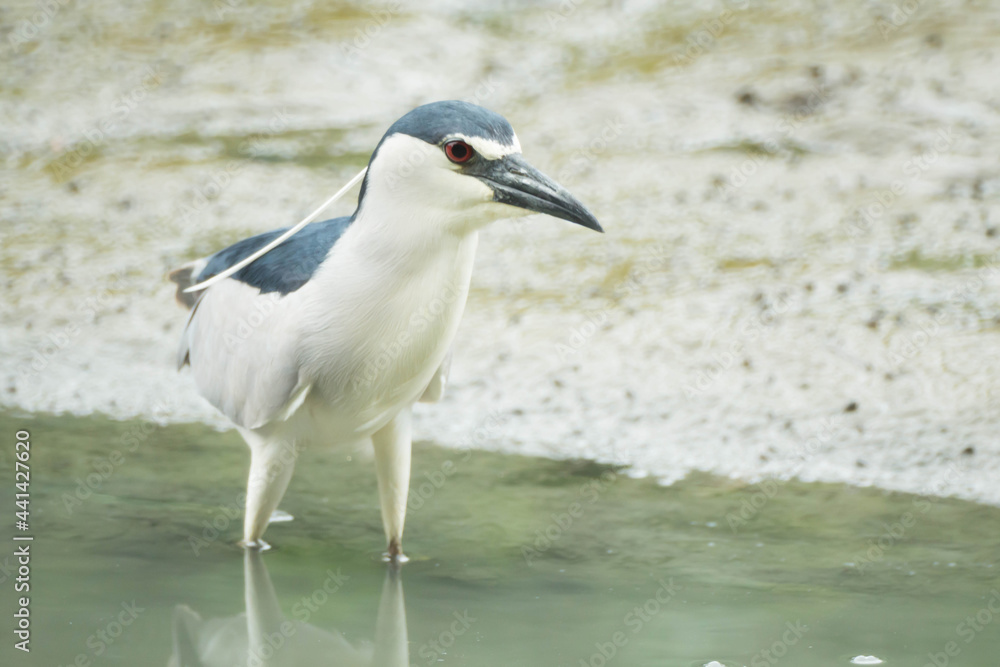 Black-crowned Night Heron Black-crowned Night Heron