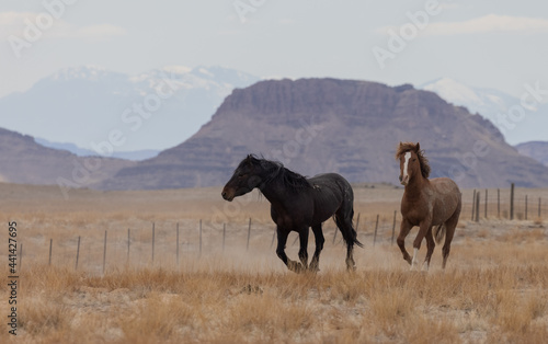 Wild Horses in the Utah Desert © natureguy