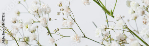 branches with blooming flowers on white background, banner