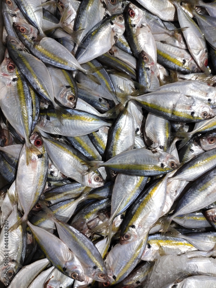 Fototapeta premium sea fish in the market. side fish or halibut (Pleuronectiformes). flat shaped fish