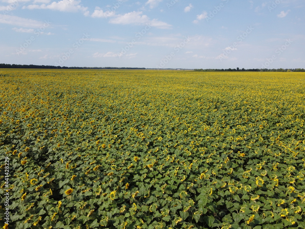 A picturesque field of sunflowers under a blue sky, aerial view. A farm field on a hot summer day, landscape. A picturesque field of sunflowers under a blue sky, aerial view. A farm field on a hot summer day, landscape.