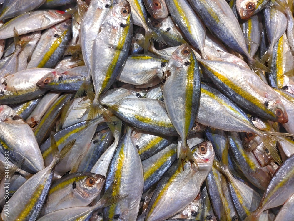 Fototapeta premium sea fish in the market. yellow trout (Atule mate, Selaroides leptolepis)