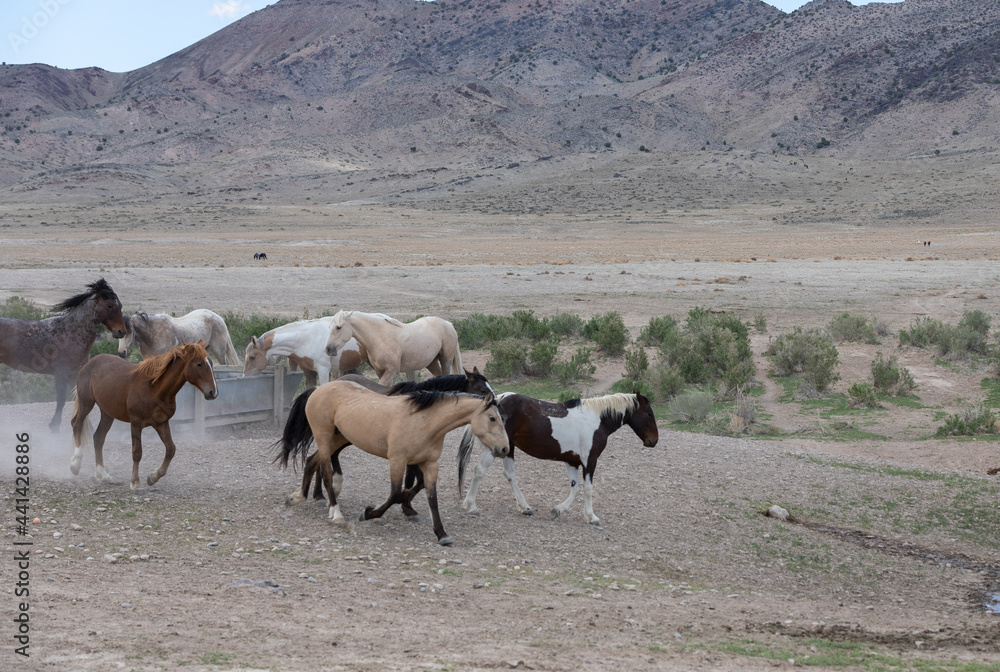 Wild Horses in the Utah Desert