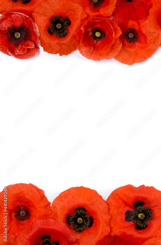 Obraz premium Frame of flowers red poppy ( Papaver rhoeas, corn poppy, corn rose, field poppy, red weed ) on a white background with space for text. Top view, flat lay