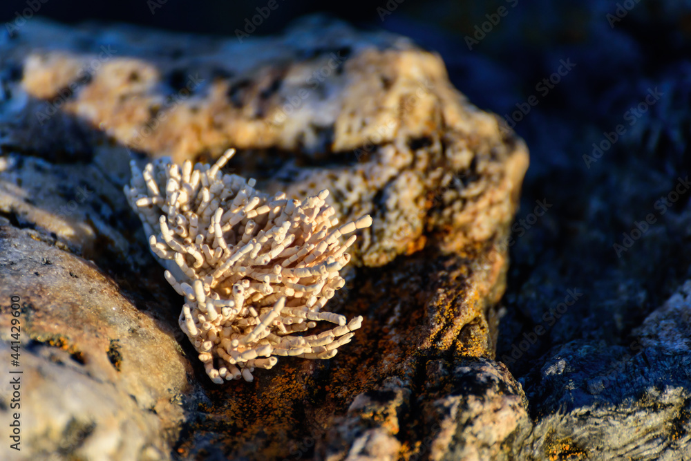 shell of a coral on a norwegian coast shell of a coral on a norwegian coast