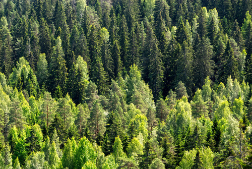 Thick Finnish forest from air background with spruce  pine and birch trees