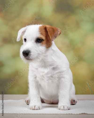 Jack Russell terrier on a green background