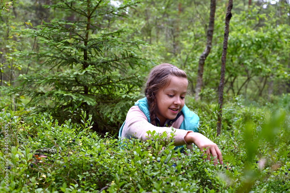 pretty happy girl collects ripe blueberries in the forest. Natural antioxidant, delicious and healthy food. Selective Focus pretty happy girl collects ripe blueberries in the forest. Natural antioxidant, delicious and healthy food. Selective Focus