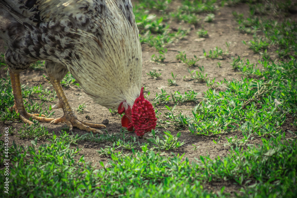 custom made wallpaper toronto digitala rooster in the countryside walks on the green grass