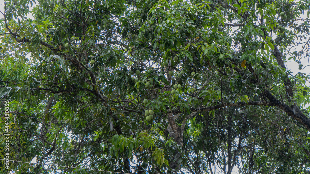 Obraz premium Mangos in tree