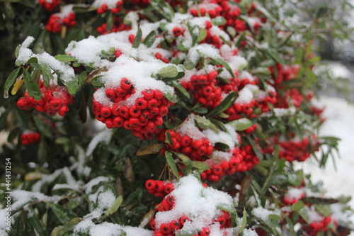 red berries in snow © Evgeny