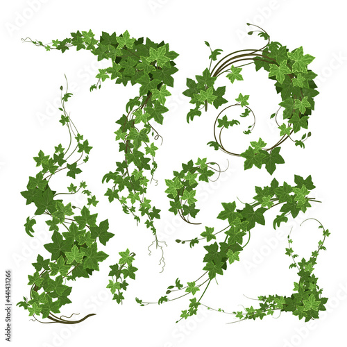 Branches Of Ivy Composition