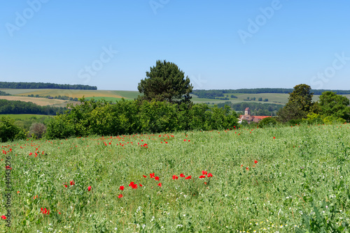 Marfaux village in the Reims mountain regional nature park photo