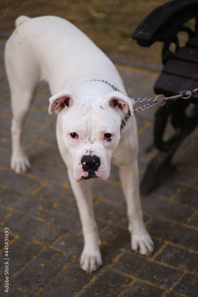 Obraz premium jack russell terrier