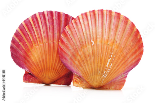 Raw scallop on white background 