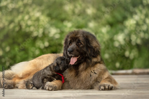 Leonberger adult dog and puppy