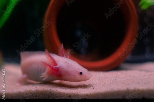 Axolotl Mexican underwater walking fish salamander in aquarium