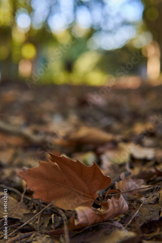 Selective focus of brown yellow leaf on blurred and bokeh background in a park forest in autumn on the floor, vertical