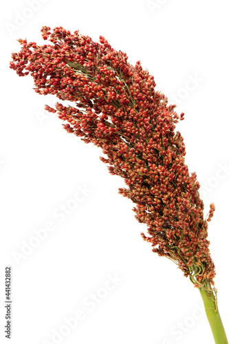 sorghum - sorghum field on white background photo