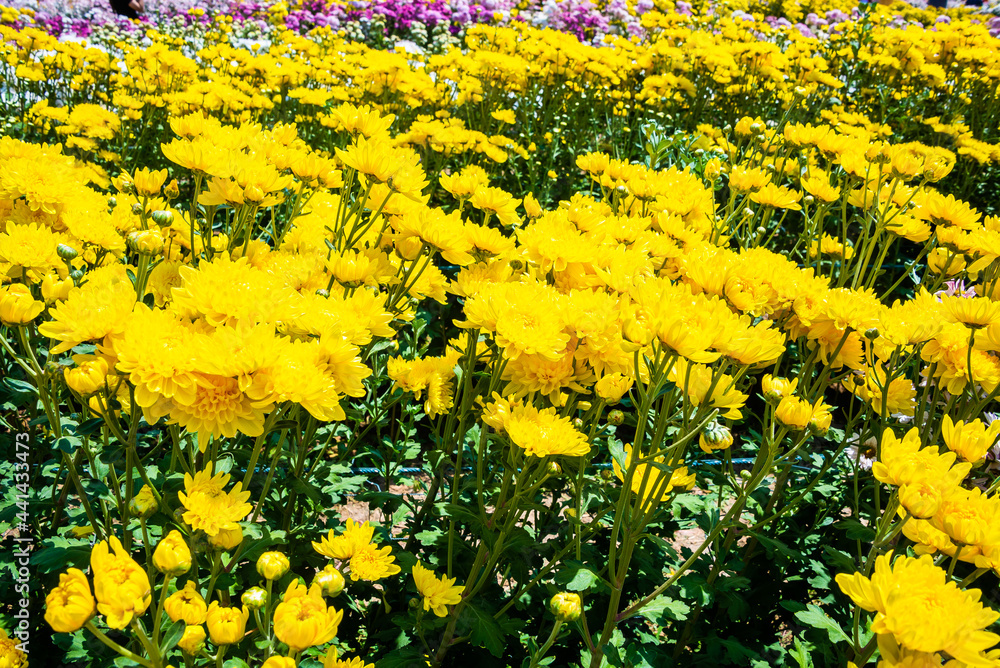 Obraz premium Close-up vivid multi color blossom of Chrysanthemum flower in garden. Beautiful blooming flowers fields background in spring season.