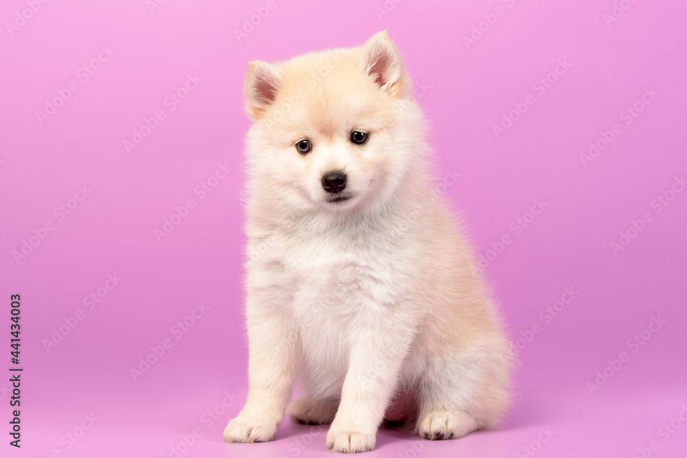 Husky puppy on the background Husky puppy on the background