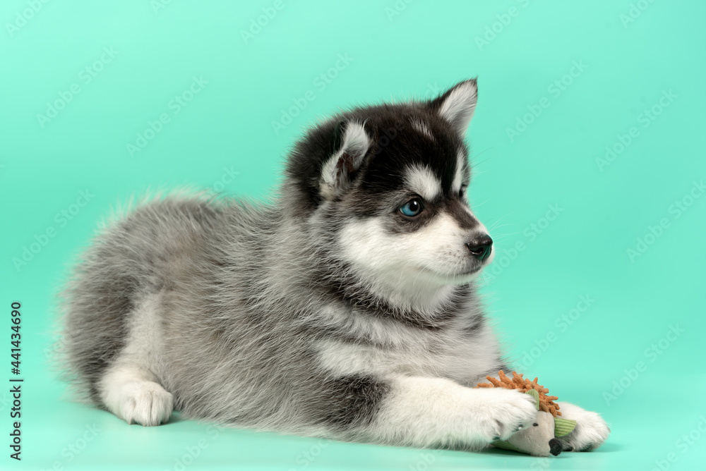 Obraz premium Husky puppy on the background