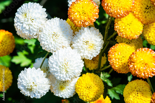Close-up vivid multi color blossom of Chrysanthemum flower in garden. Beautiful blooming flowers fields background in spring season.