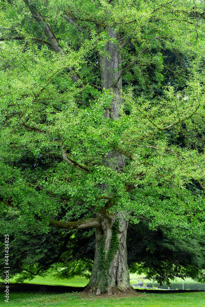 Obraz premium Alter Ginkobaum im Schlosspark in Angelbachtal