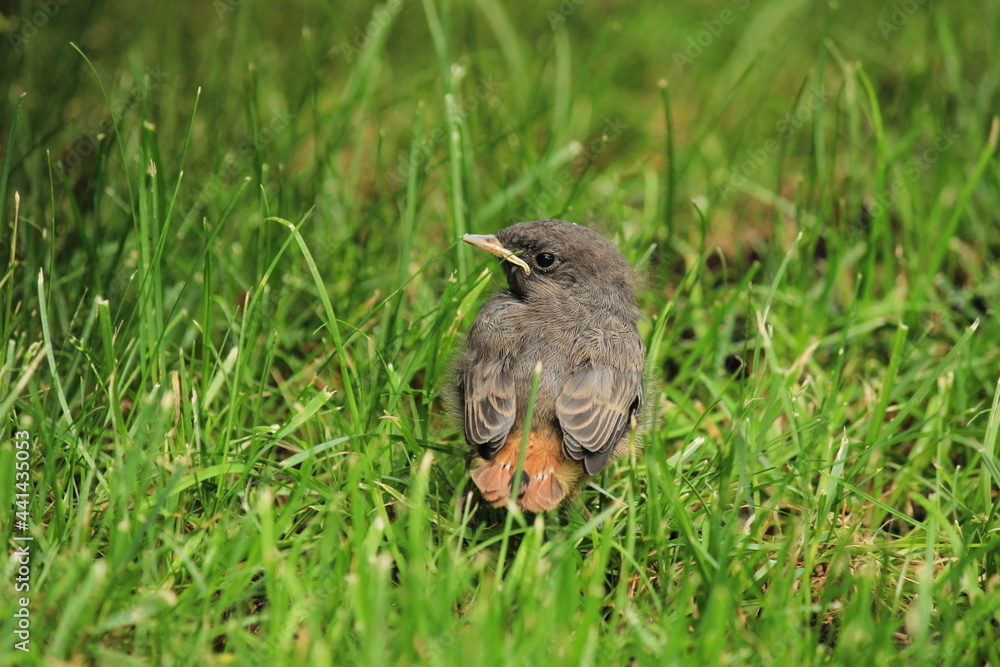 Rotschwänzchen im Gras Rotschwänzchen im Gras