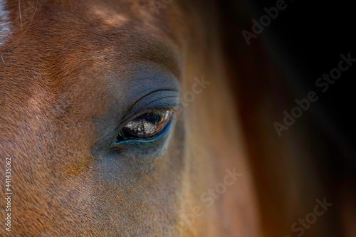 Horse head portrait isolated close up. Beautiful eye of a brown horse on a dark background.