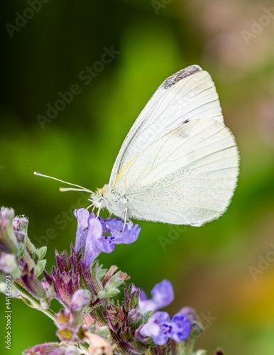 Cabbage White Pieris rapae on a purple flower