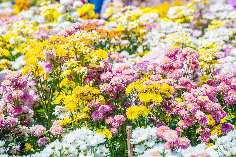 Obraz premium Close-up vivid multi color blossom of Chrysanthemum flower in garden. Beautiful blooming flowers fields background in spring season.