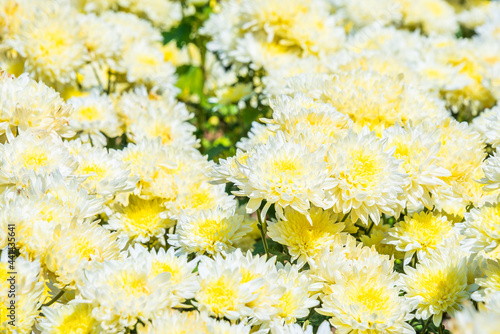 Close-up vivid multi color blossom of Chrysanthemum flower in garden. Beautiful blooming flowers fields background in spring season.