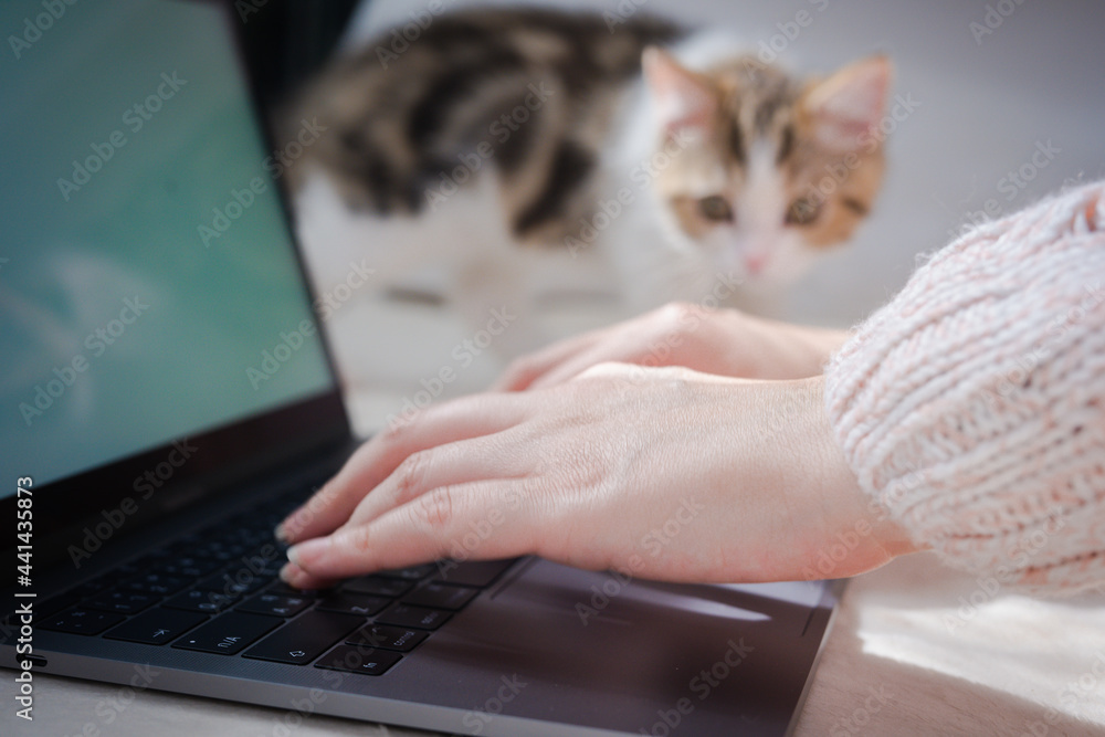 woman hand use laptop during work from home with her cat soft focus background woman hand use laptop during work from home with her cat soft focus background