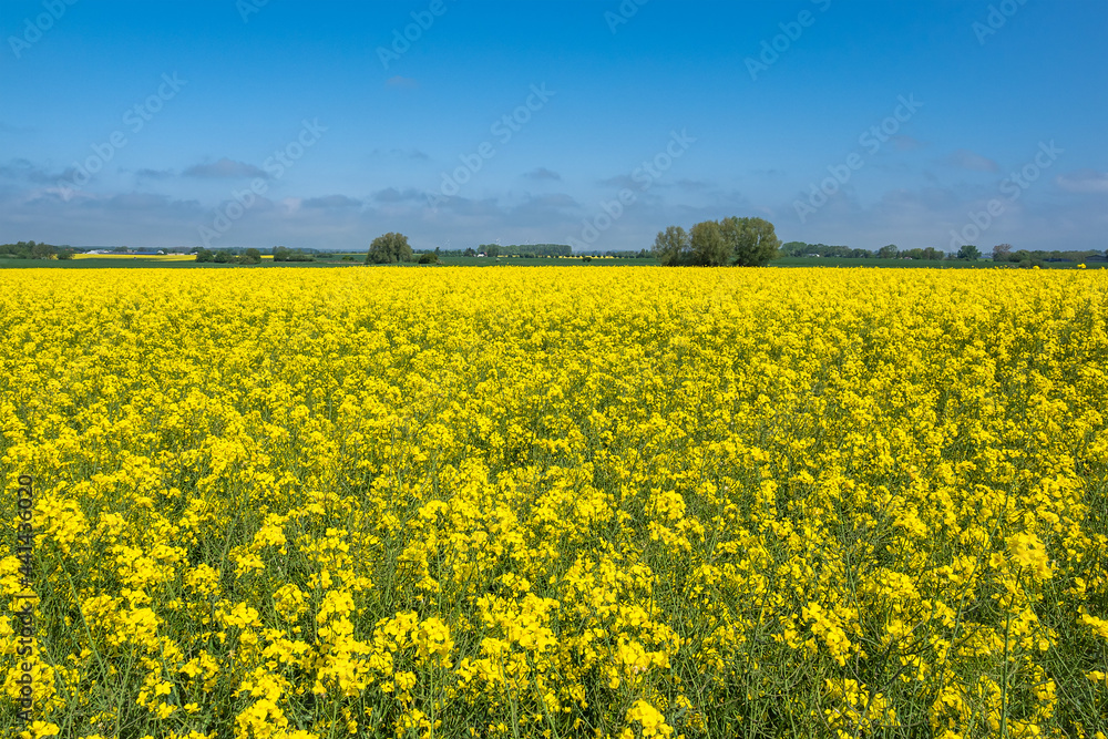 Rapsfeld mit Bäumen und blauen Himmel bei Parkentin