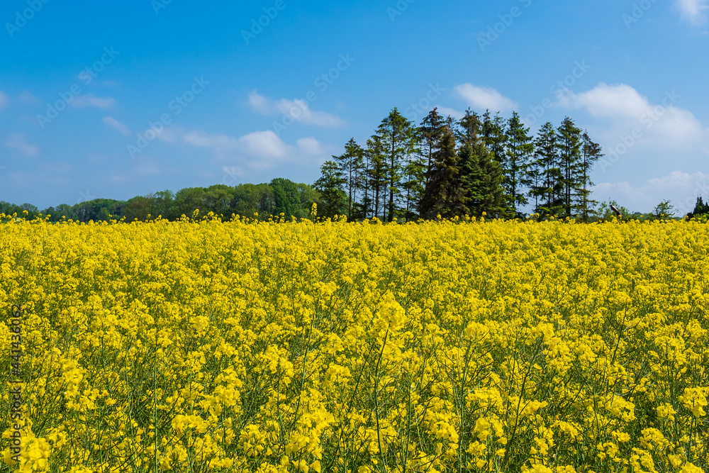 Fototapeta premium Rapsfeld mit Bäumen und blauen Himmel bei Parkentin