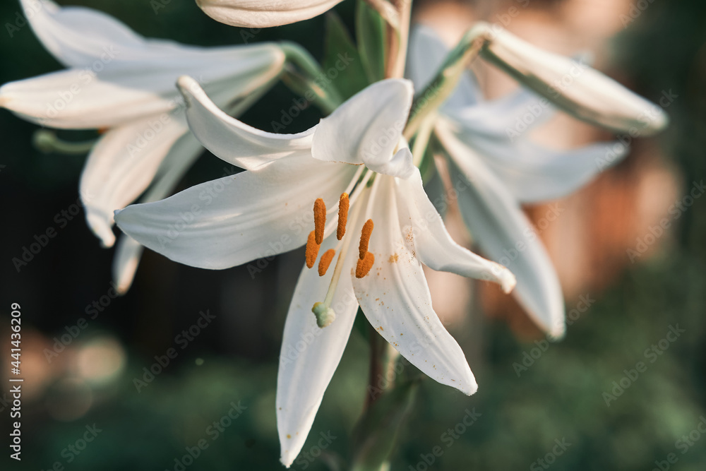 Closeup shot of blooming Madonna Lily flowers - obrazy, fototapety, plakaty 
