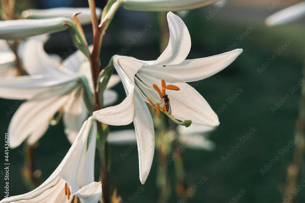 Closeup shot of blooming Madonna Lily flowers - obrazy, fototapety, plakaty 