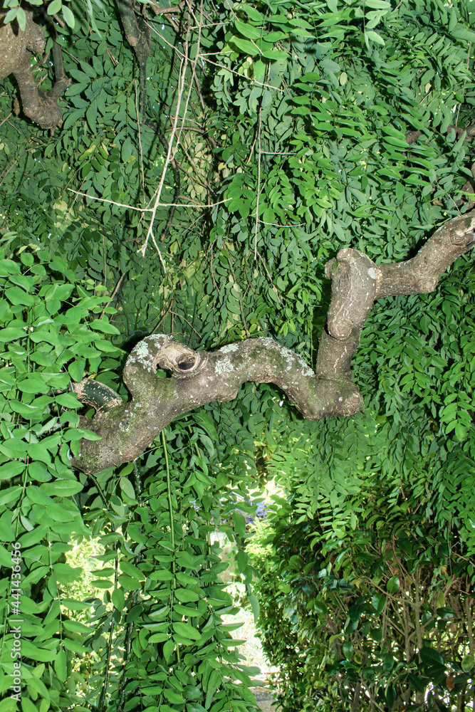 Ramaje y follaje inferior de un árbol Styphnolobium japonicum en el jardín botánico de Vigo, España Ramaje y follaje inferior de un árbol Styphnolobium japonicum en el jardín botánico de Vigo, España