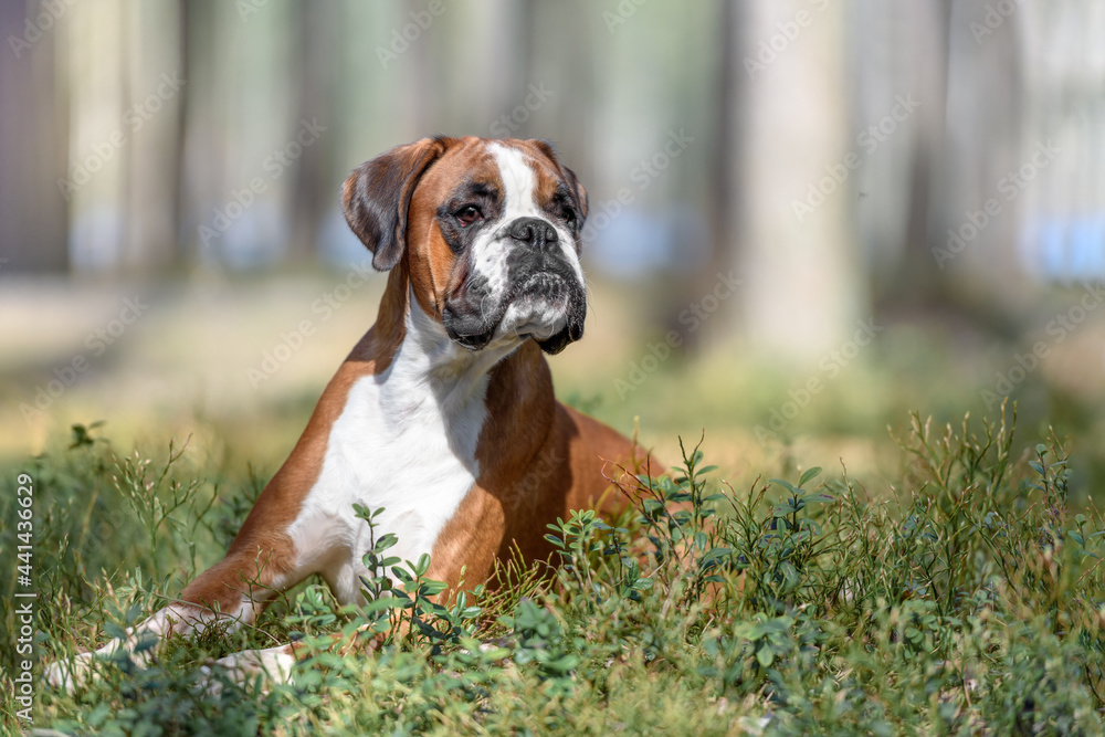 German boxer in the park in the summer German boxer in the park in the summer