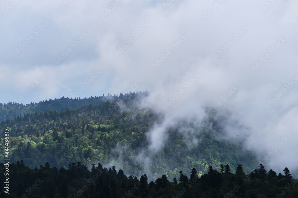 Forest and mountains in fog in cloudy weather. Cloud envelops dense coniferous deciduous forest. Beautiful atmospheric mystical landscape in National Park of Russia.