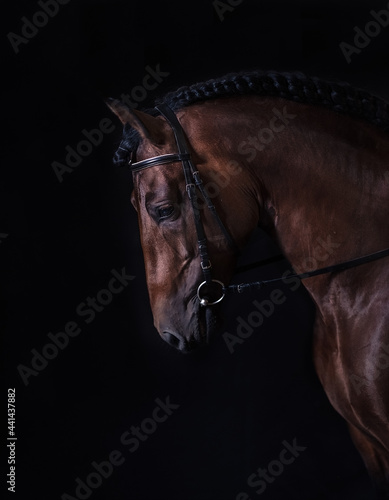 Brown horse on black background
