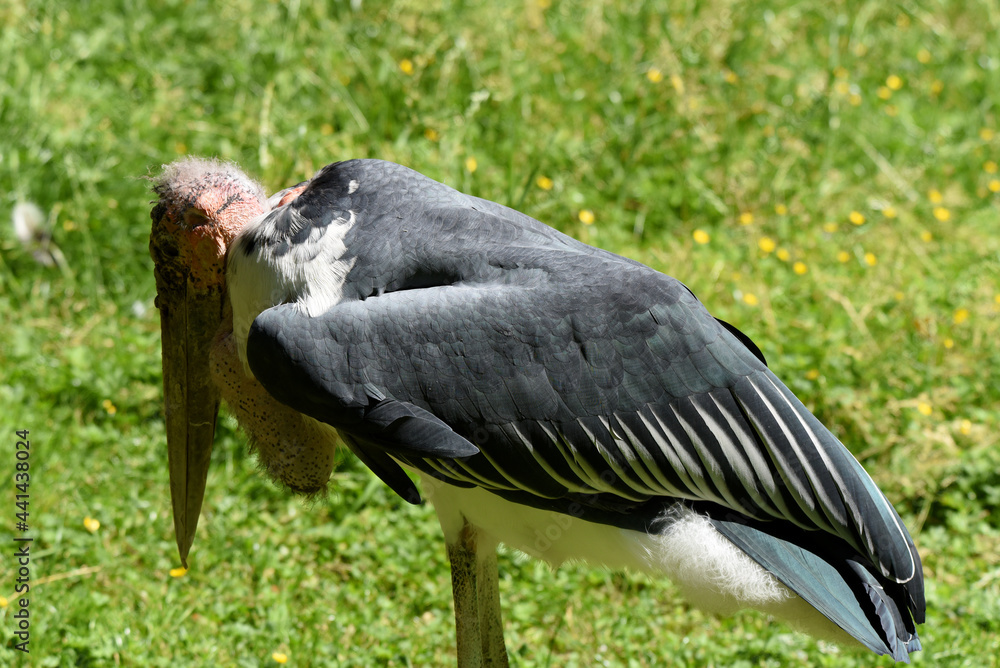 Fototapeta premium Marabu