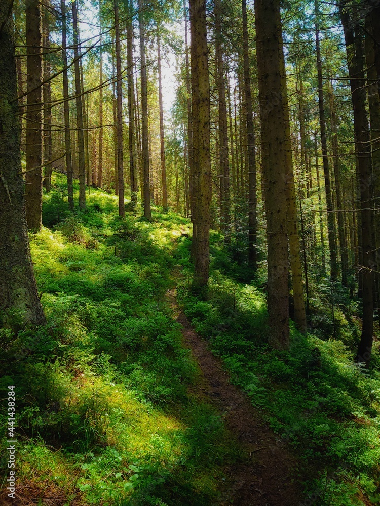coniferous forest with sunshine in the morning coniferous forest with sunshine in the morning
