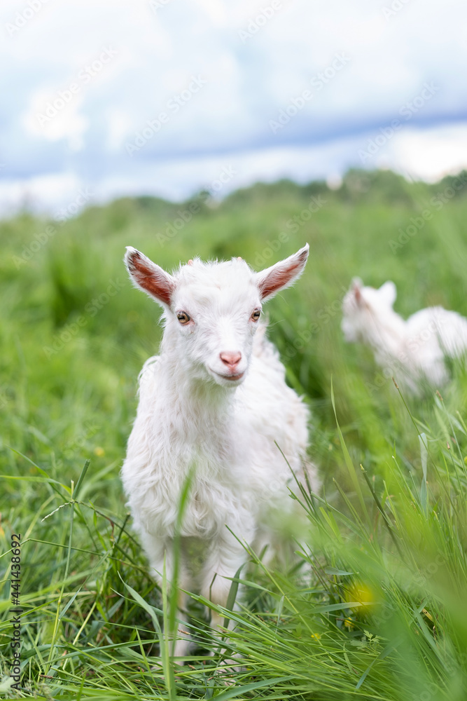 goat on grass. goat on grass.